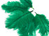 1 Pack - Kelly Green Ostrich Small Confetti Feathers 0.3 Oz