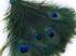 50 Pieces - 10-12" Turquoise Blue Dyed Over Natural Peacock Tail Eye Wholesale Feathers (Bulk)