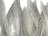 50 Pieces - 8-10" Natural Silver Tail Pheasant Wholesale Feathers (bulk)