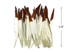 1 Pack - Brown Tipped Duck Primary Wing Pointer Feathers 0.50 Oz.