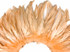 1/2 Yard - 8-10" Champagne Strung Natural Bleach & Dyed Rooster Coque Tail Wholesale Feathers (Bulk)
