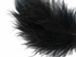 1/4 Lb - 5-6" Black Turkey Marabou Short Down Fluffy Loose Wholesale Feathers (Bulk)