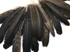 50 Pieces - Natural Brown Wild Turkey Rounds Secondary Wing Quill Wholesale Feathers (Bulk)