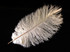 25 Pieces - 14-17" Off White Ostrich Drab Centerpiece Feathers Sets