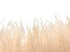 10 Yards - Champagne Ostrich Fringe Trim Wholesale Feather (Bulk)