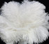 50 Pieces - 12-16" Snow White Ostrich Tail Centerpiece Costume Wholesale Feathers (Bulk)