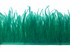 10 Yards - Ocean Green Ostrich Fringe Trim Wholesale Feather (Bulk)