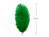 100 Pieces - 8-10" Kelly Green Ostrich Dyed Drab Body Wholesale Feathers (Bulk)