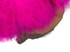 1 Yard - Hot Pink Marabou Turkey Fluff Feather Fringe Trim