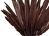 10 Pieces - Brown Goose Pointers Long Primaries Wing Feathers