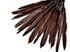 10 Pieces - Brown Goose Pointers Long Primaries Wing Feathers