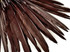 10 Pieces - Brown Goose Pointers Long Primaries Wing Feathers