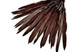 1/4 Lb. - Brown Goose Pointers Long Primaries Wing Wholesale Feathers (Bulk)