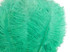 10 Pieces - 19-24" Aqua Green Ostrich Dyed Drabs Body Feathers