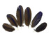 4 Pieces - Blue Hyacinth Macaw Small Flat Body Feathers - Rare -