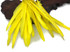 1/4 Lb. - Sunshine Yellow Goose Pointers Long Primaries Wing Wholesale Feathers (Bulk)