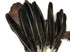50 Pieces - Natural Brown Wild Tom Turkey Pulled Pointers Primary Wing Quill Wholesale Feathers (Bulk)
