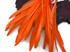 1/4 Lb. - Orange Goose Pointers Long Primaries Wing Wholesale Feathers (Bulk)