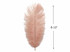 10 Pieces - 8-10" Champagne Ostrich Dyed Drabs Feathers