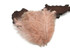 10 Pieces - 8-10" Champagne Ostrich Dyed Drabs Feathers