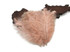 10 Pieces - 14-17" Champagne Ostrich Dyed Drab Large Body Feathers