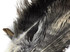 10 Pieces - 14-17" Natural Chinchilla Brown Ostrich Dyed Drab Body Feathers