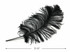 50 Pieces - 12-16" Black Ostrich Tail Centerpiece Costume Wholesale Feathers (Bulk)