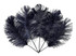 10 Pieces -  12-16" Navy Blue Dyed Ostrich Tail Fancy Feathers