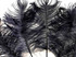 1/2 Lb - 12-16" Navy Blue Ostrich Tail Wholesale Fancy Feathers (Bulk)