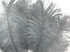 1/2 Lb - 12-16" Silver Gray Ostrich Tail Wholesale Fancy Feathers (Bulk)