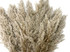 5 Pieces - 20-24" Natural Ivory Preserved Dried Plume Reed Grass