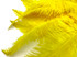 10 Pieces - 20-28" Yellow Ostrich Spads Large Wing Feathers