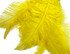 1/2 Lb - Yellow Large Ostrich Spads Wholesale Feathers 20-28" (Bulk)