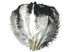 10 Pieces - 18-24" Natural Chinchilla Large Prime Grade Ostrich Wing Plume Centerpiece Feathers