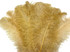 10 Pieces - 18-24" Old Gold Large Prime Grade Ostrich Wing Plume Centerpiece Feathers