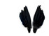 1 Piece - Black Dyed Duck Pointer Wing Fan Trim Pad