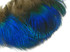 10 Pieces - Iridescent Blue Peacock Body Plumage Feathers