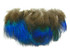 10 Pieces - Iridescent Blue Peacock Body Plumage Feathers