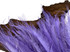 50 Pieces - Lavender Bleached & Dyed Peacock Swords Cut Wholesale Feathers (Bulk)