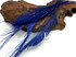 50 Pieces - Navy Blue Bleached & Dyed Peacock Swords Cut Wholesale Feathers (Bulk)