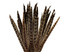 10 Pieces - 10-12" Natural Brown Ringneck Hen Pheasant Tail Feathers