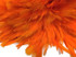 1 Yard – 4-6” Dyed Orange Strung Chinese Rooster Saddle Wholesale Feathers (Bulk)