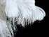 1/2 lb. - 16-18" White Grade #1 Large Ostrich Wing Plumes Wholesale Feather (Bulk)