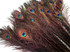 50 Pieces - 20-25" Burgundy  Dyed Over Natural Long Peacock Tail Eye Wholesale Feathers (Bulk)