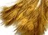 50 Pieces - 30-35" Dusty Gold Bleached & Dyed Peacock Tail Eye Wholesale Feathers (Bulk) 