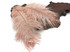 10 Pieces - 19-24" Champagne Ostrich Dyed Drabs Body Feathers