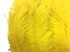 1/2 Lb. - 25-29" Yellow Large Ostrich Wing Plume Wholesale Feathers (Bulk) 