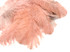 1/2 Lb. - 25-29" Champagne Large Ostrich Wing Plume Wholesale Feathers (Bulk)