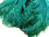 1/2 Lb. - 18-24" Teal Green Large Ostrich Wing Plume Wholesale Feathers (Bulk)