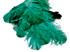 1/2 Lb. - 25-29" Teal Green Large Ostrich Wing Plume Wholesale Feathers (Bulk) 